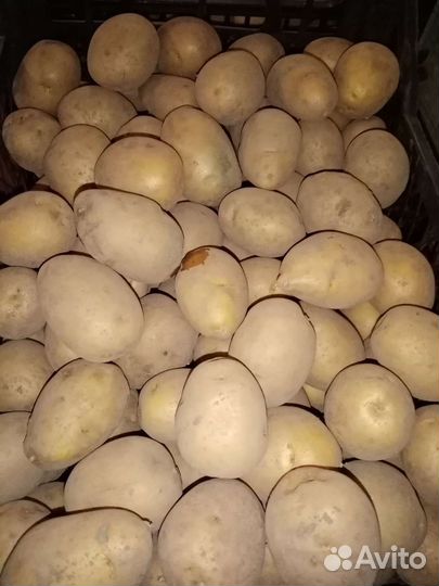 Семенной картофель гала