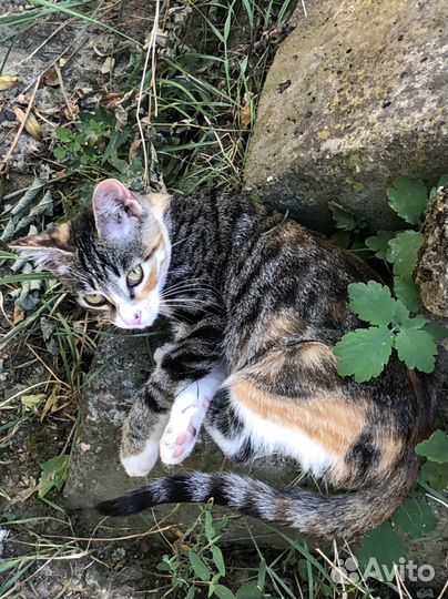 Трехцветная кошечка