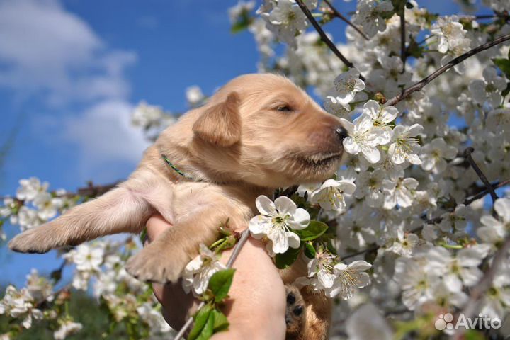 Щенки Прямошерстного Ретривера
