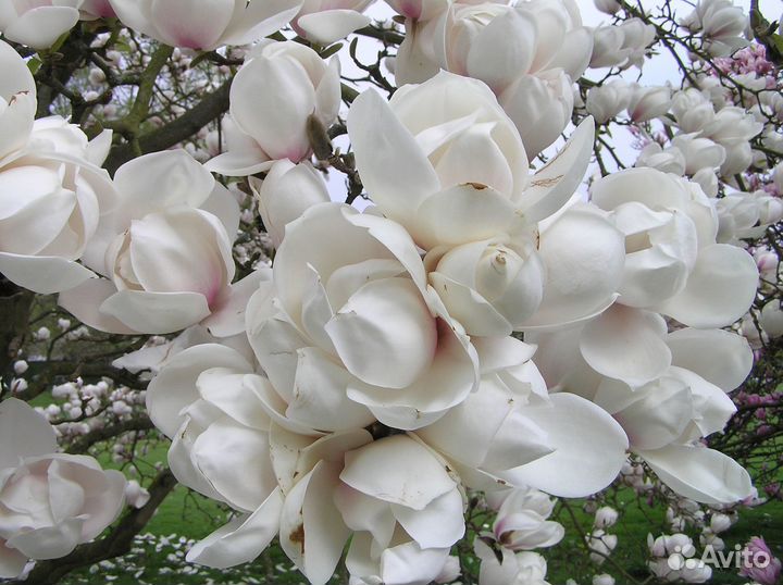 Магнолия лампа алладина зкс сажен 1 м 50 см