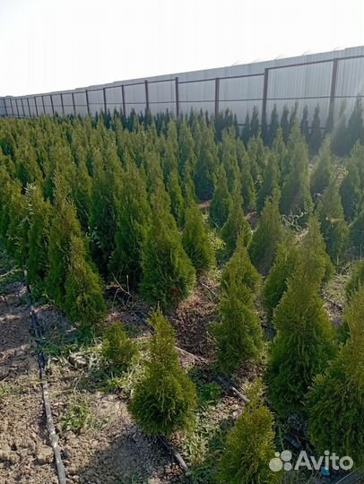 Туя смарагд