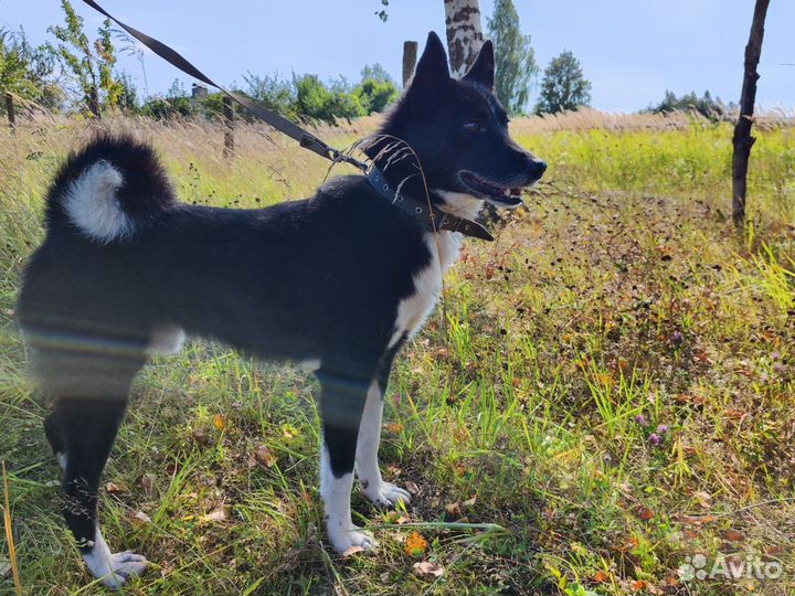 Русско европейская лайка