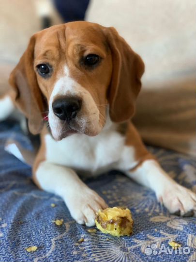 Щенки бигль