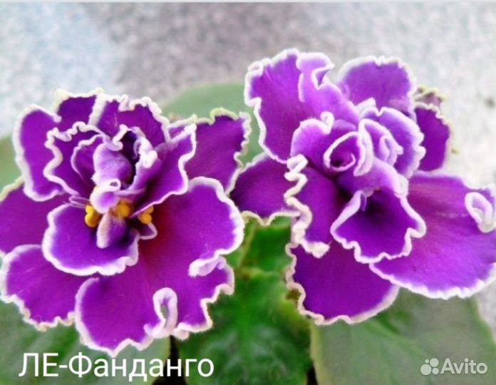 Фиалки (стартеры)