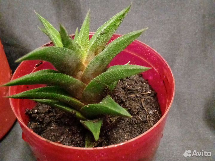 Растения для флорариума