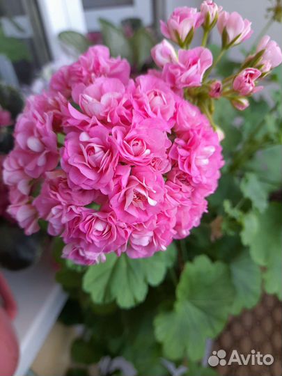 Пеларгония герань сортовая