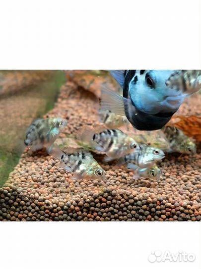 Аквариумная рыба,сапфировый попугай