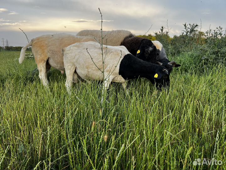 Дорпер ягнята, бараны на племя