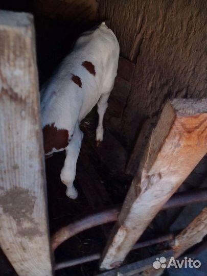 Месячные бычок