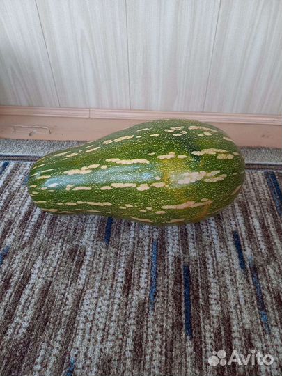 Тыква деревенская