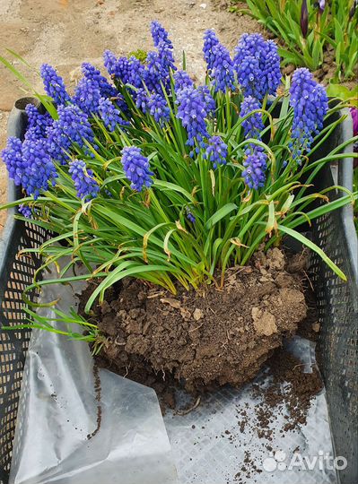 Молочай кипарисовый