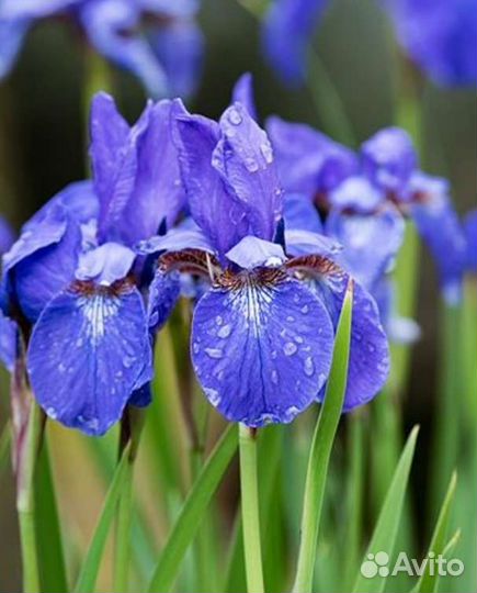 Многолетние садовые цветы