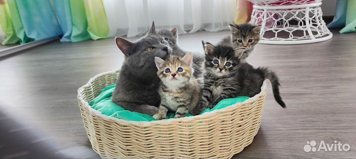 Котята 1 месяц