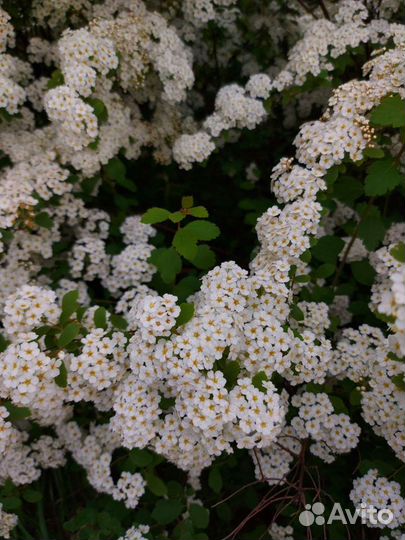 Спирея Сноумаунд саженцы