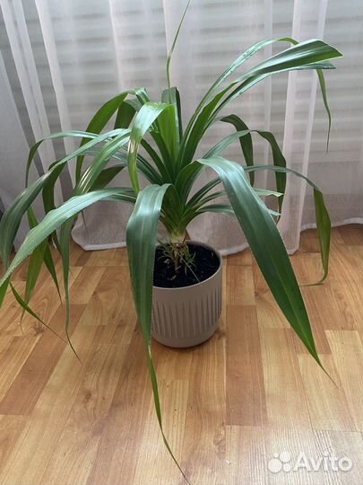 Комнатные цветы- Панданус, каланхоэ, рео