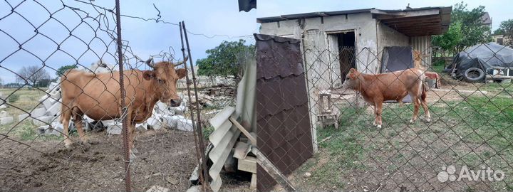 Корова дойная с теленком