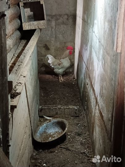 Продам петуха