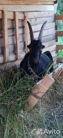 Козел и коза