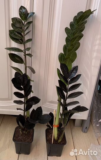 Замиакулькас Raven черный ворон, Dawon