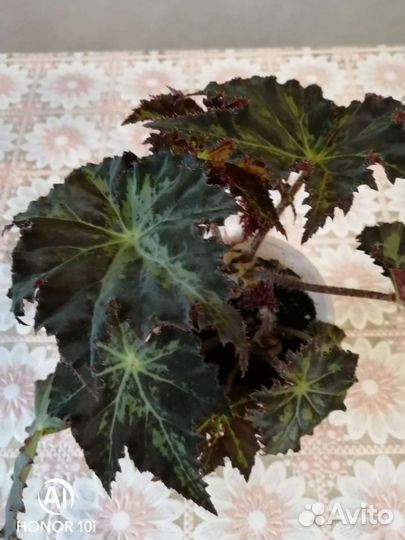 Бегония Клеопатра