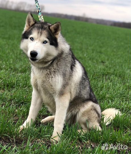 Хаски бесплатно