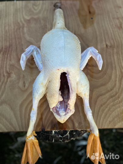 Утка домашняя мясо