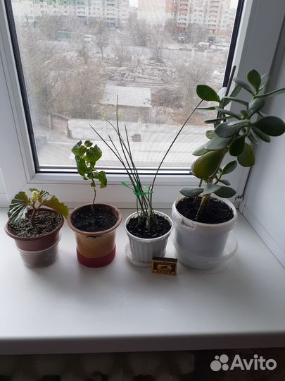 Комнатные цветы