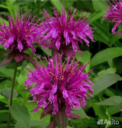 Душистые травы: монарда, тимьян, душица, шалфей