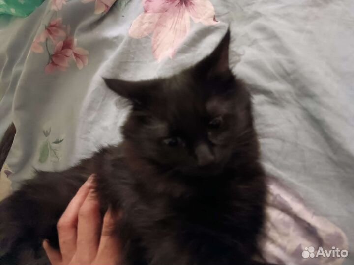 Помогите котикам