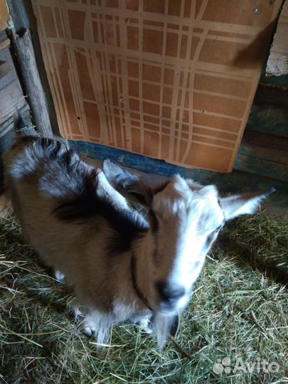 Продается молодая коза