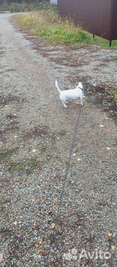 Джек рассел