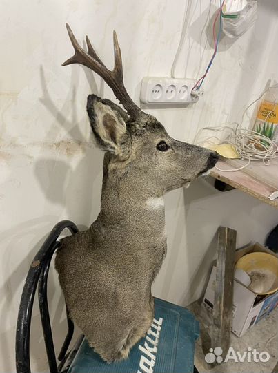 Чучело косули