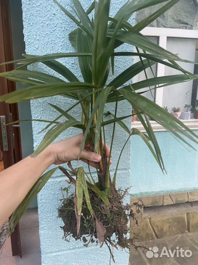 Пальма веерная трахикарпус