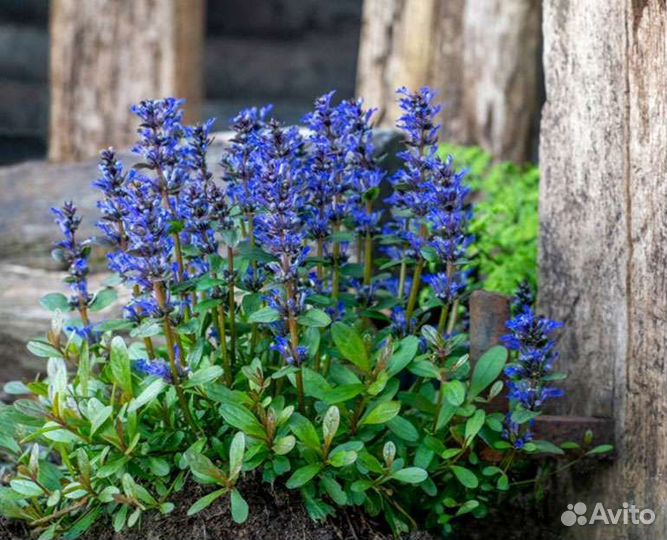 Почвопокровные растения