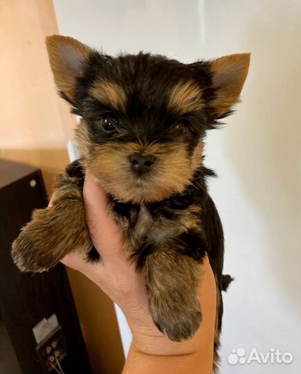 Йоркширский терьер