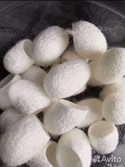 Коконы шелкопряда