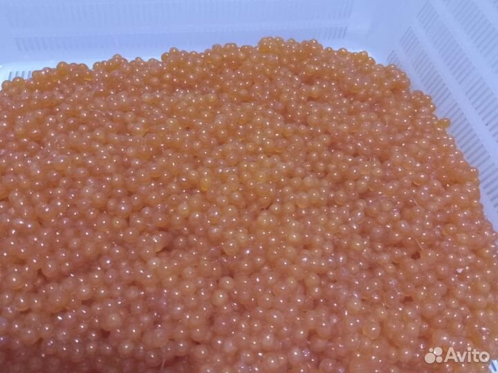 Икра кеты 2023 Качество