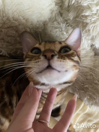 Бенгал вязка