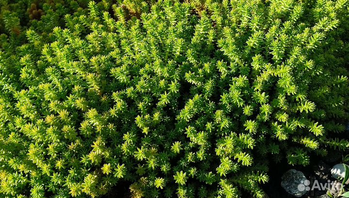 Многолетние Цветы для сада