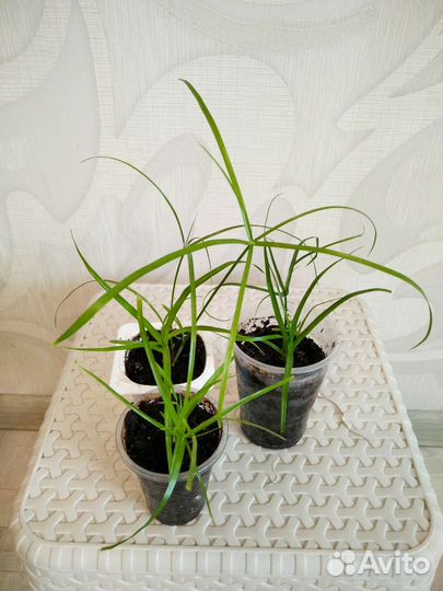 Цветы для дома и офиса