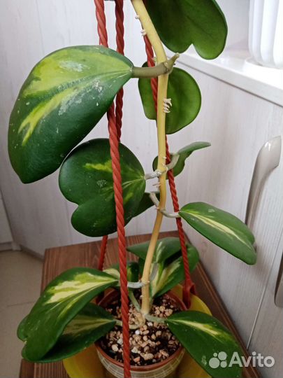 Хойя Kerrii Yellow Variegata