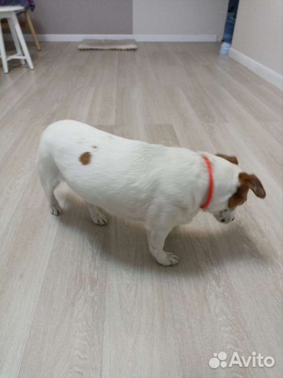 Джек Рассел терьер бесплатно