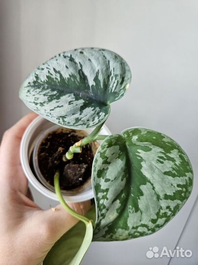 Филодендрон Бурле Маркс Вар и Сциндапсус Экзотика