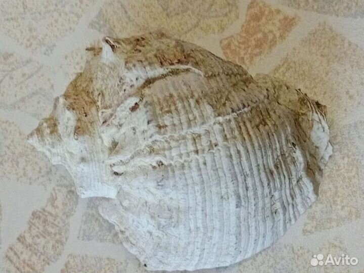 Ракушка морская