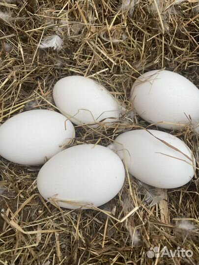 Гусиные яйца