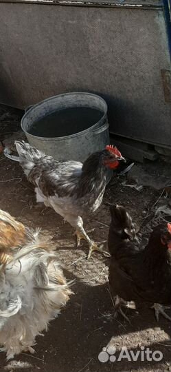 Молодые петушки