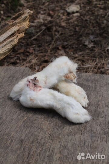 Натуральные лакомства для собак