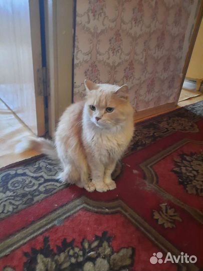 Кот в беде Нужен дом