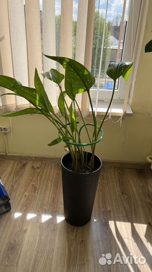 Каллы комнатные