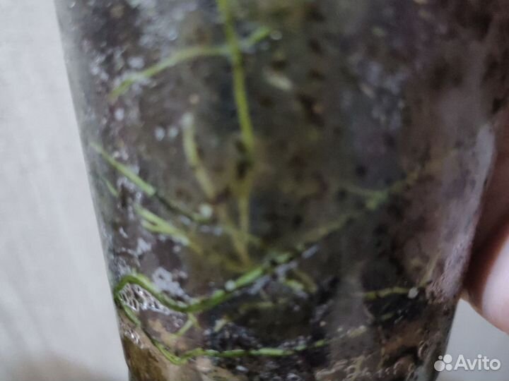 Филодендрон 